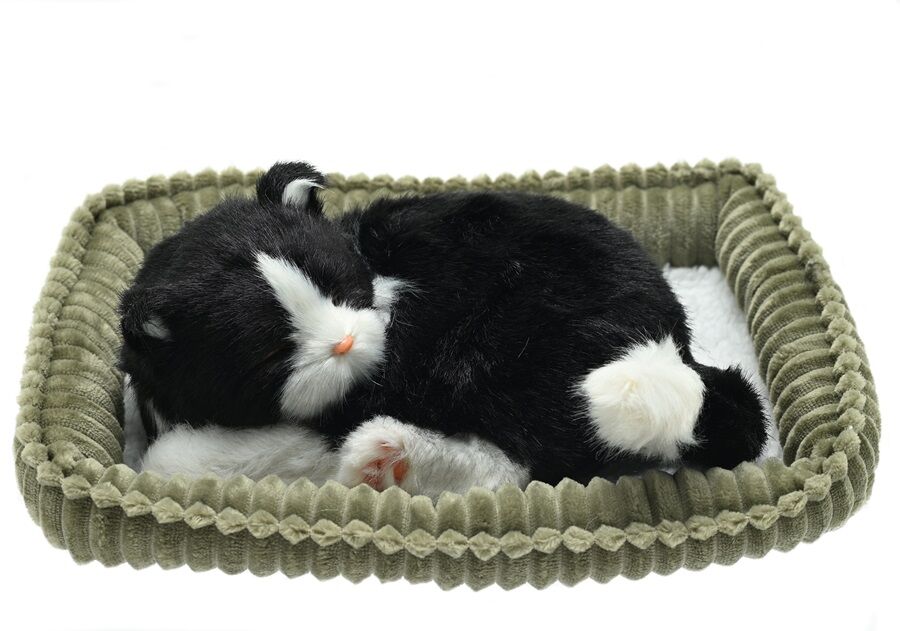 Black and White Cat Wag Tail